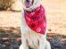 A large white dog sits outdoors on dry grass, wearing a red bandana with paw prints and the words "Adopt Me.