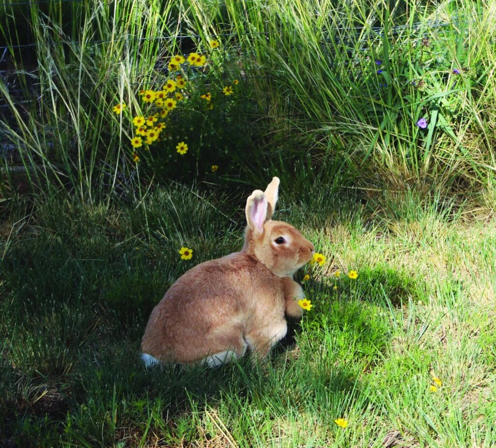 A light brown rabbit sits on green grass surrounded by small yellow flowers and tall grass in a sunlit outdoor area.