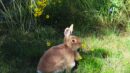 A light brown rabbit sits on green grass surrounded by small yellow flowers and tall grass in a sunlit outdoor area.