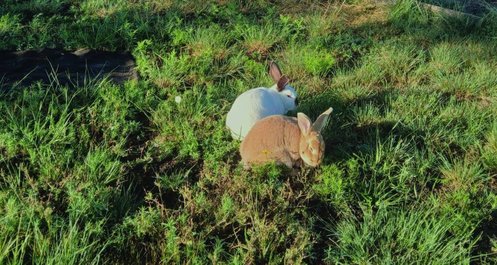 Two rabbits, one white and one brown, are eating grass on a sunlit, grassy field with scattered wild plants.