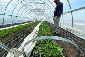 A person stands inside a greenhouse tunnel, looking over rows of leafy green plants growing in soil with irrigation lines and some white covering material on the ground.