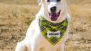 A large white dog wearing a green plaid bandana labeled "GRINGO" sits on a dirt path in front of an open field with distant mountains.