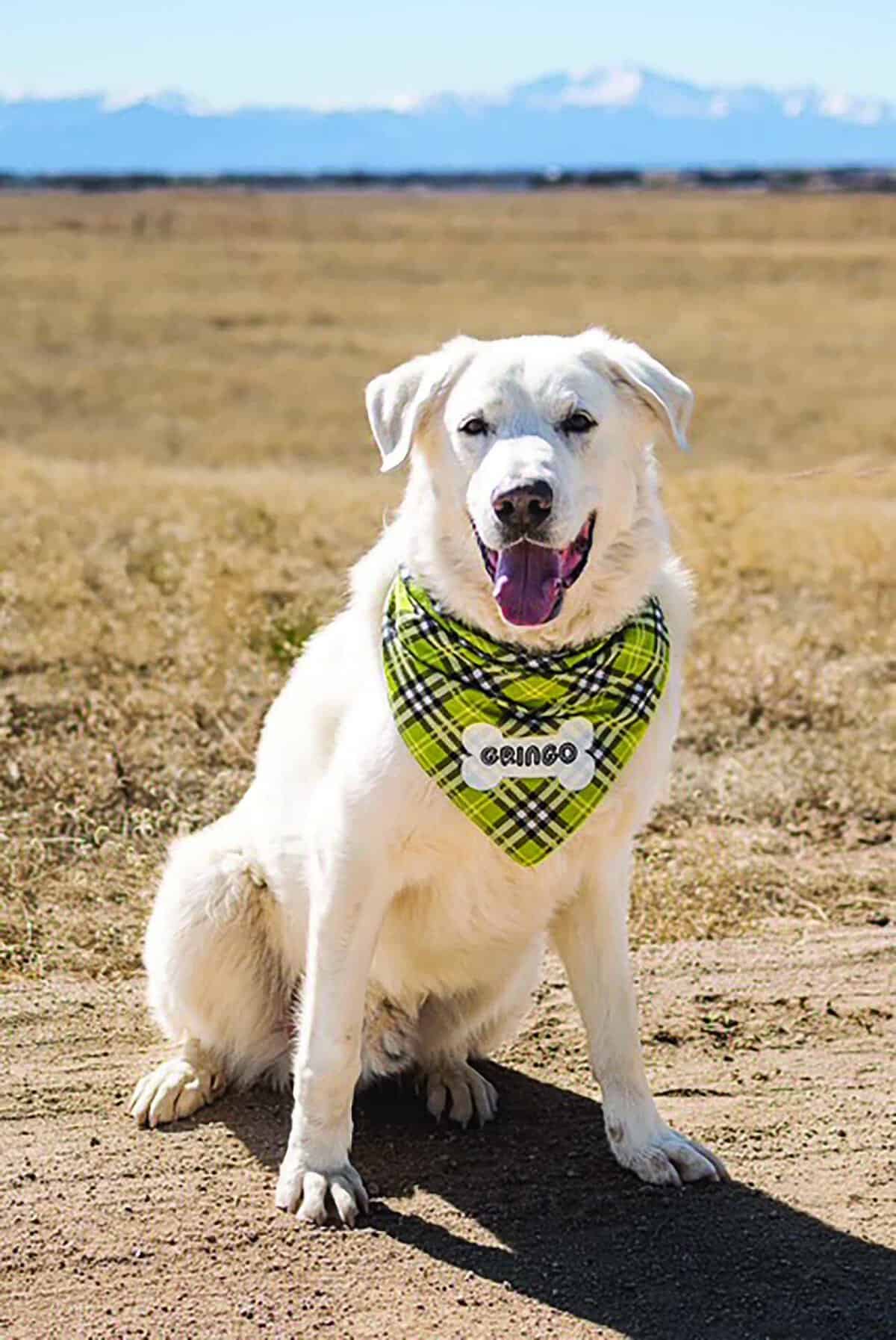 A large white dog wearing a green plaid bandana labeled "GRINGO" sits on a dirt path in front of an open field with distant mountains.