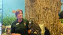A woman in a green shirt holds a large owl on her gloved hand in front of a tree display and animal carriers indoors.