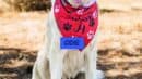 A large white dog wearing a red bandana with paw prints and a blue name tag labeled "ODIE" sits outdoors on dry grass.