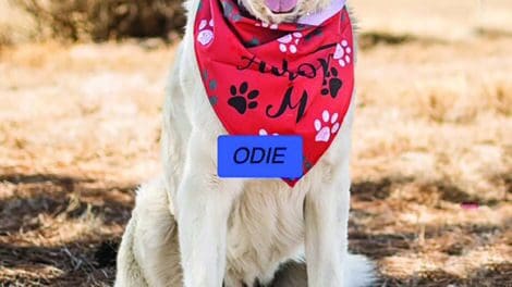 A large white dog wearing a red bandana with paw prints and a blue name tag labeled "ODIE" sits outdoors on dry grass.