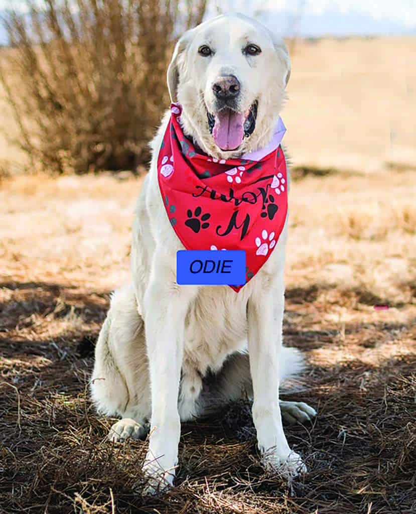 A large white dog wearing a red bandana with paw prints and a blue name tag labeled "ODIE" sits outdoors on dry grass.