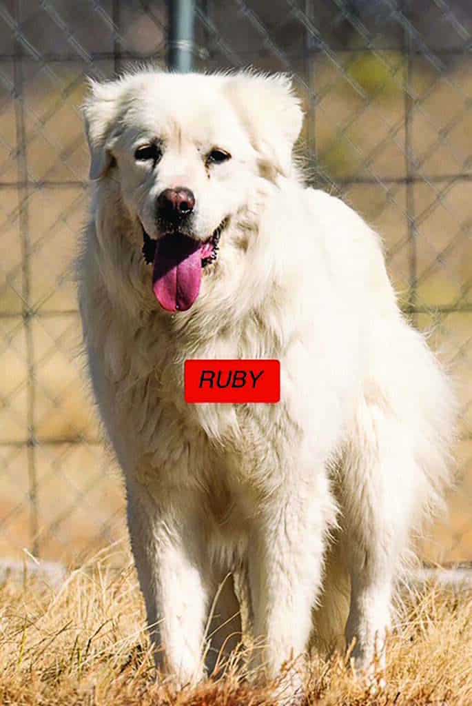 Large white dog standing on grass in front of a chain-link fence, wearing a red tag labeled "RUBY" on its chest, with tongue out and ears perked up.