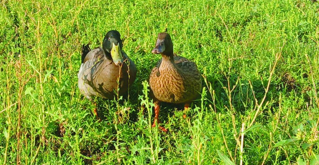 Two ducks standing in tall green grass, one with a green head and the other with brown feathers, both facing forward.