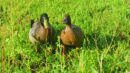 Two ducks standing in tall green grass, one with a green head and the other with brown feathers, both facing forward.