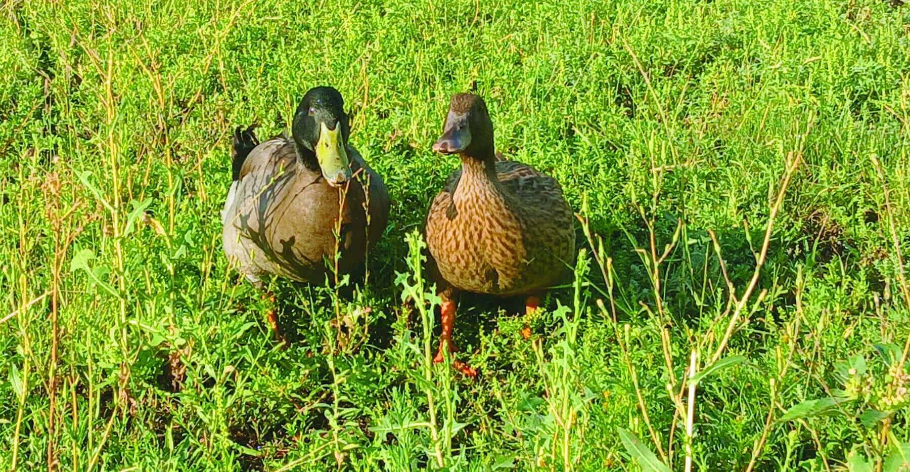 Two ducks standing in tall green grass, one with a green head and the other with brown feathers, both facing forward.