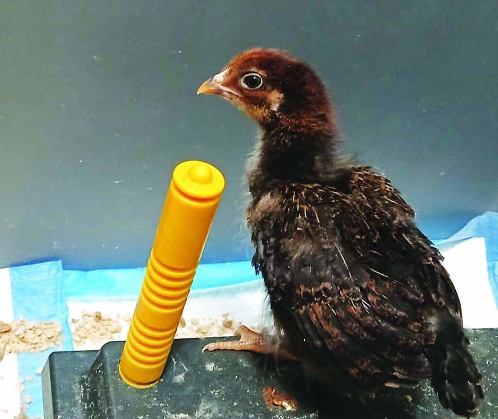 A young brown chick stands next to a vertical yellow object on a black surface, with a blue and white pad in the background.