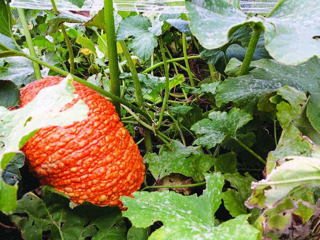 A large, bumpy orange squash grows on the vine among green leaves in a garden.