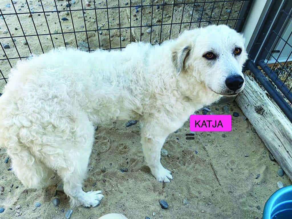 A large white dog with curly fur stands on sand inside a fenced area. A pink label with the name "Katja" is placed near the dog's head.