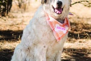 Large white dog with dark face markings sits on dry grass, wearing a pink plaid bandana with the name "Macy" on it; trees and dry landscape in the background.