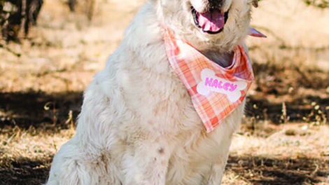 Large white dog with dark face markings sits on dry grass, wearing a pink plaid bandana with the name "Macy" on it; trees and dry landscape in the background.