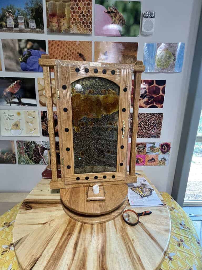 A wooden observation beehive with glass sides sits on a round wooden table, surrounded by bee and honeycomb photos on the wall. A magnifying glass and bottle are on the table.