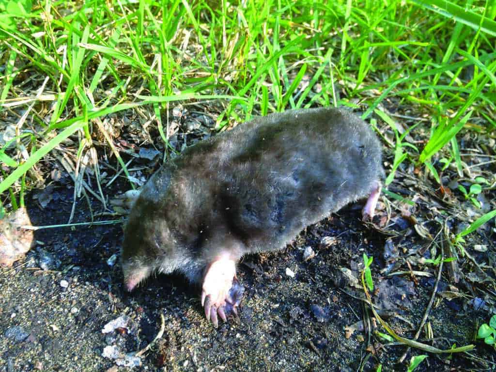 A mole on the ground