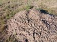 A close-up of a mound of dry dirt surrounded by grass in a field, showing cracks and uneven texture on the surface.