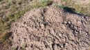 A close-up of a mound of dry dirt surrounded by grass in a field, showing cracks and uneven texture on the surface.