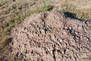 A close-up of a mound of dry dirt surrounded by grass in a field, showing cracks and uneven texture on the surface.