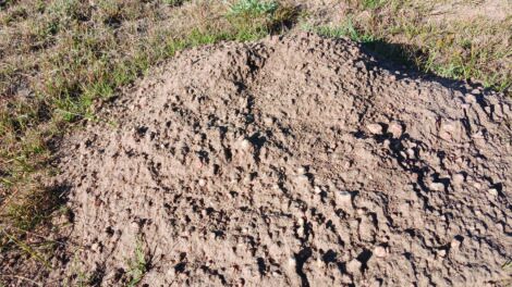 A close-up of a mound of dry dirt surrounded by grass in a field, showing cracks and uneven texture on the surface.