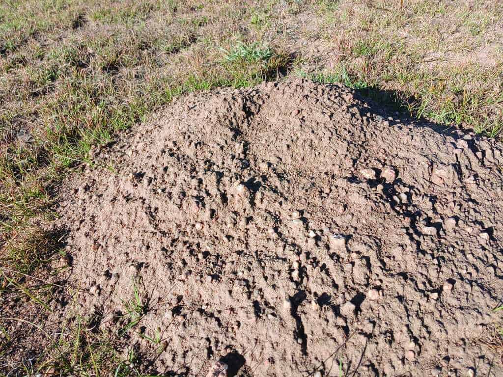 A close-up of a mound of dry dirt surrounded by grass in a field, showing cracks and uneven texture on the surface.