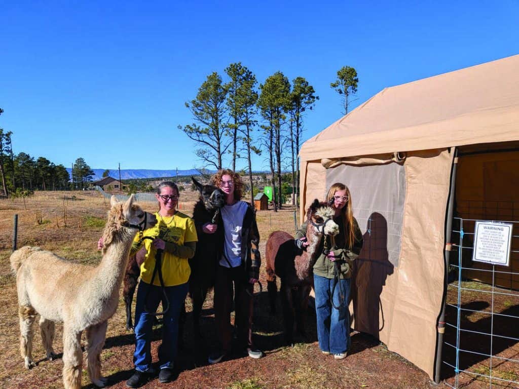 Three people stand outside next to a tan tent, each holding a leash attached to an alpaca on a sunny day with trees and a house in the background.