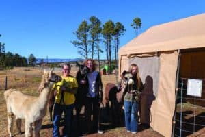 Three people stand outside next to a tan tent, each holding a leash attached to an alpaca on a sunny day with trees and a house in the background.