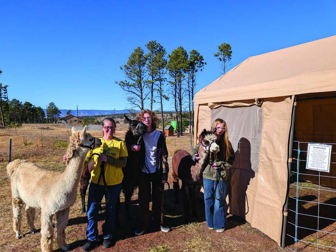 Three people stand outside next to a tan tent, each holding a leash attached to an alpaca on a sunny day with trees and a house in the background.