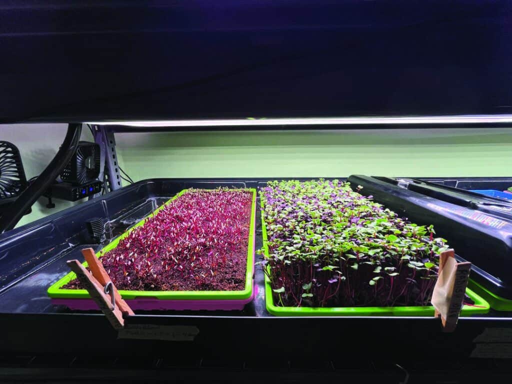 Two trays of microgreens in early stages of growth sit side by side under an indoor grow light, with a fan and other equipment visible in the background.