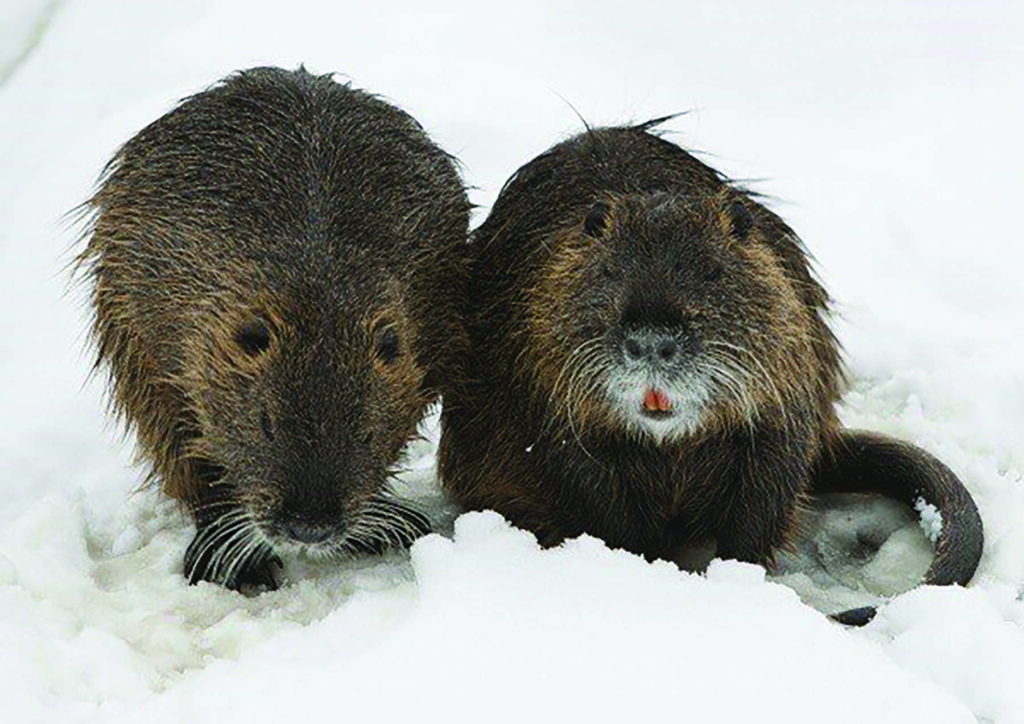 Two nutria with wet fur sit close together on snow, looking toward the camera.