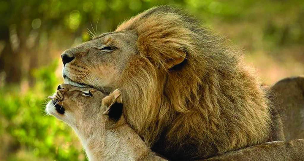 A male and female lion nuzzle each other affectionately, with greenery blurred in the background.