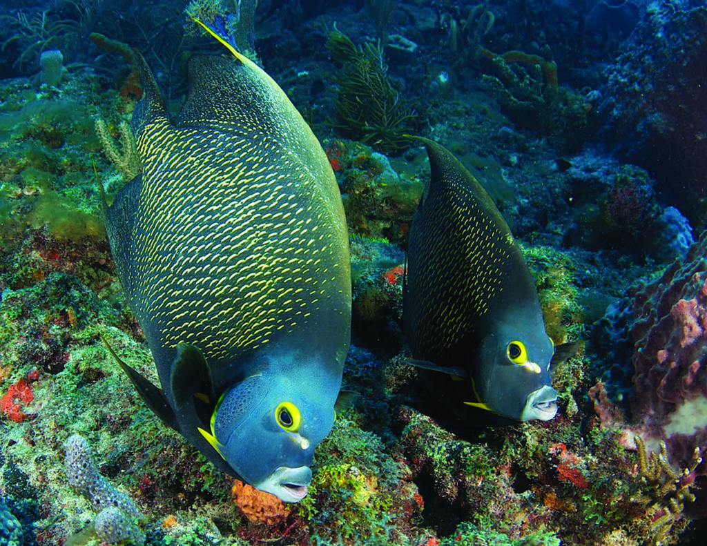 Two angelfish swim above a colorful coral reef, surrounded by various underwater plants and marine life.