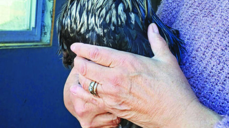 Person wearing a purple sweater holds a black and white chicken indoors near a window.