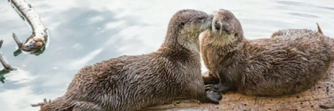 Two otters touch noses while resting on a log by the water, with a branch floating nearby.