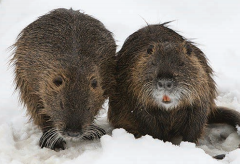 Two brown, furry nutrias sit side by side on snow, facing the camera.