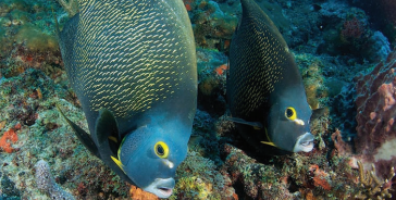 Two angelfish with dark bodies and yellow spots swim close to a coral reef, surrounded by rocks and marine life.