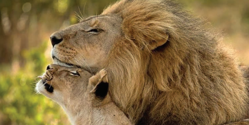 A lion and lioness nuzzle each other outdoors, displaying close physical contact and interaction, with blurred greenery in the background.