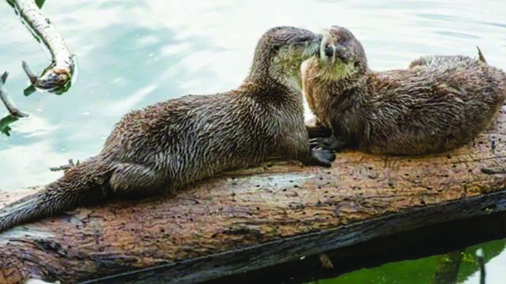 Two otters lie on a log in the water, with one appearing to nuzzle the other.