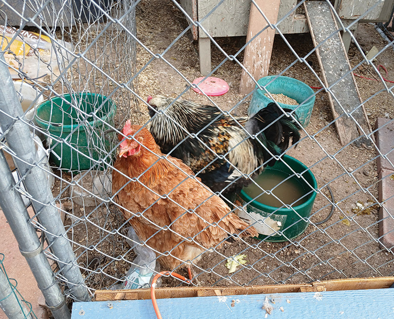 Two chickens stand inside a fenced enclosure with food and water containers on dirt ground.
