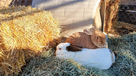 Two rabbits, one brown and one white with dark ears, lying on hay next to a small shelter and a bale of straw in a fenced outdoor enclosure.