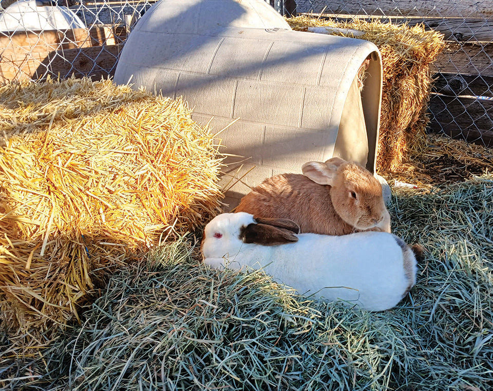 Two rabbits, one brown and one white with dark ears, lying on hay next to a small shelter and a bale of straw in a fenced outdoor enclosure.