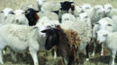 A flock of mostly white sheep stands together in a field, with one black sheep visible among them.
