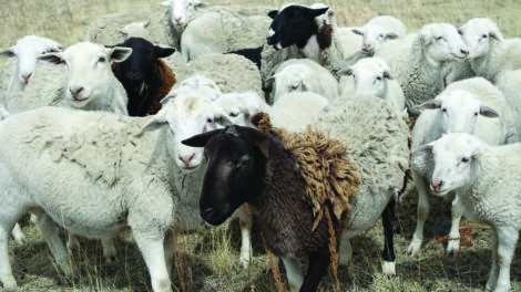 A flock of mostly white sheep stands together in a field, with one black sheep visible among them.