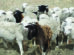 A flock of mostly white sheep stands together in a field, with one black sheep visible among them.