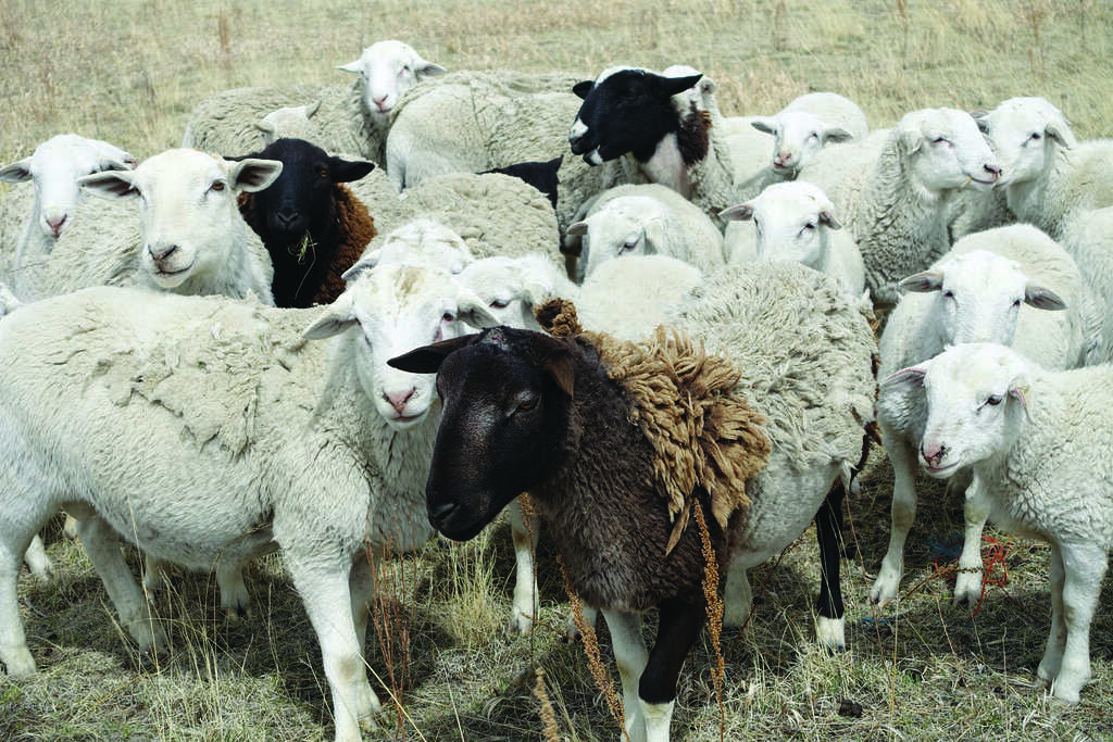 A flock of mostly white sheep stands together in a field, with one black sheep visible among them.
