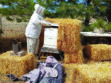 A person in beekeeping protective gear tends to a beehive surrounded by hay bales and beekeeping equipment outdoors near pine trees.