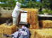 A person in beekeeping protective gear tends to a beehive surrounded by hay bales and beekeeping equipment outdoors near pine trees.