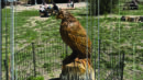 A carved wooden bird statue on a tree stump is enclosed by a small wire fence, with a barn and people sitting in the background on a grassy field.
